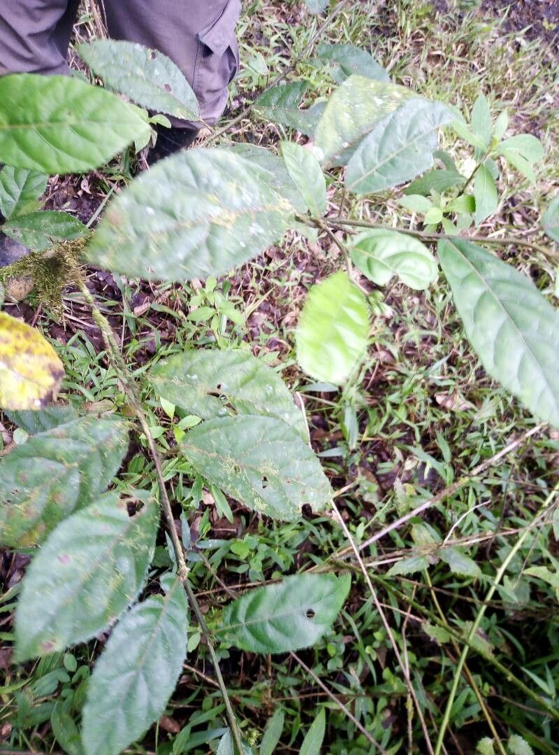 Pavonia schiedeana — search result for 'Pavonia'