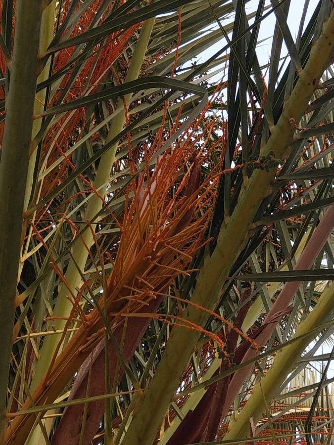 Phoenix dactylifera flower