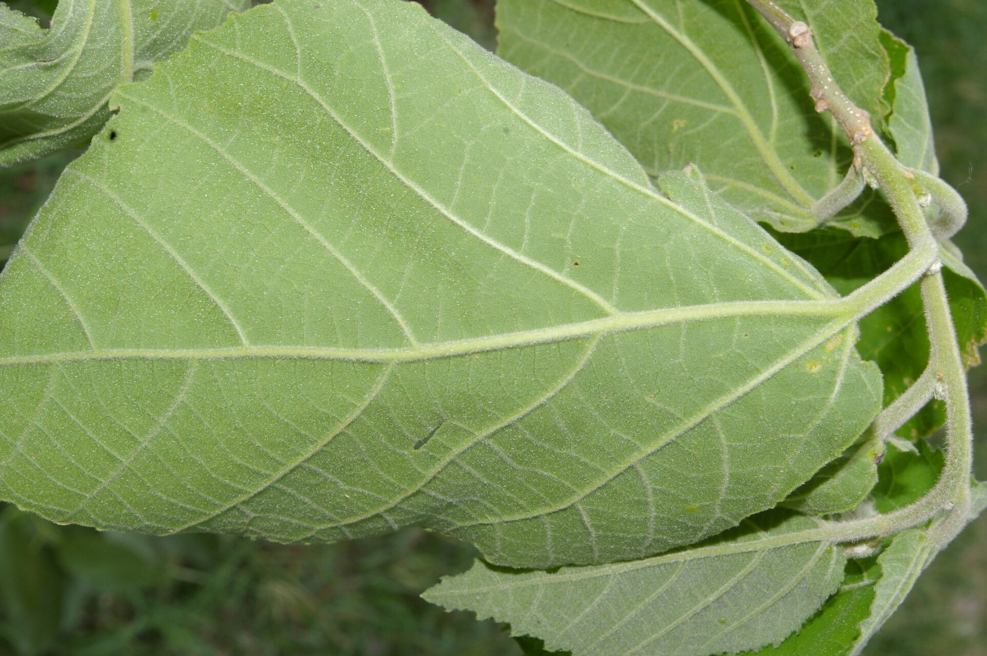 Bernardia nicaraguensis leaf