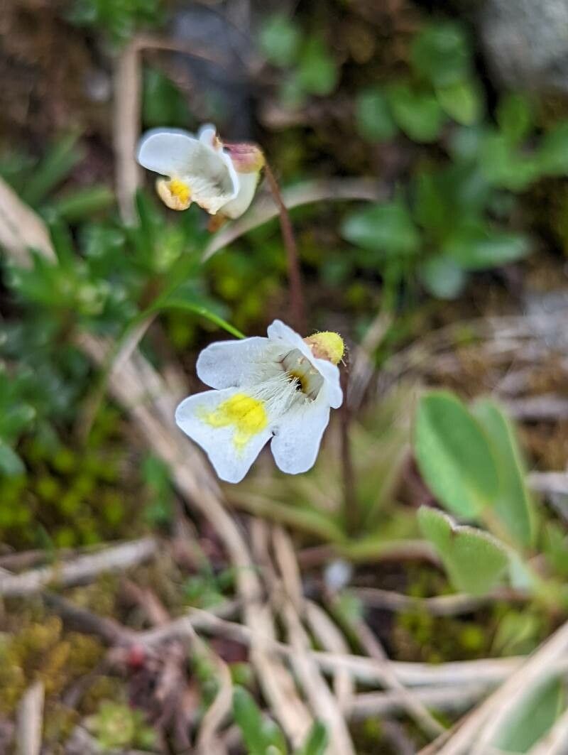 Pinguicula alpina flower