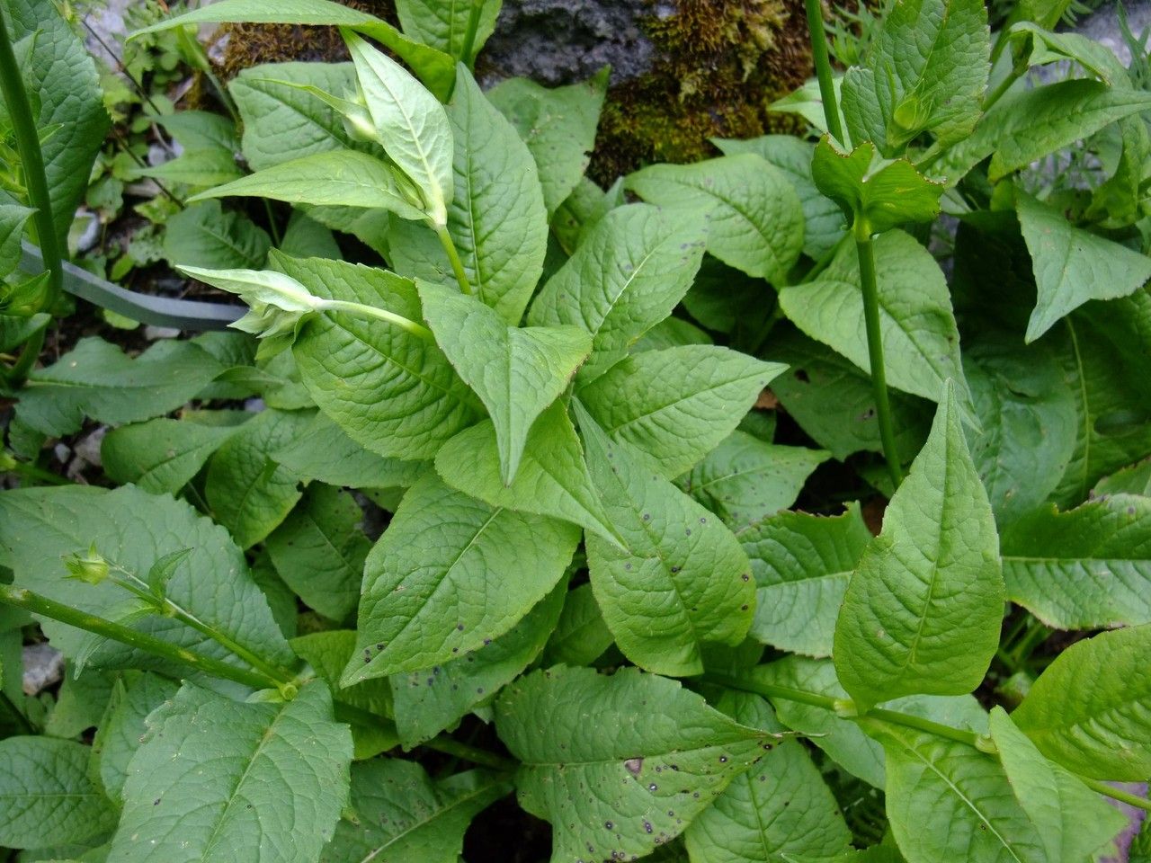 Knautia sarajevensis — search result for 'Knautia'