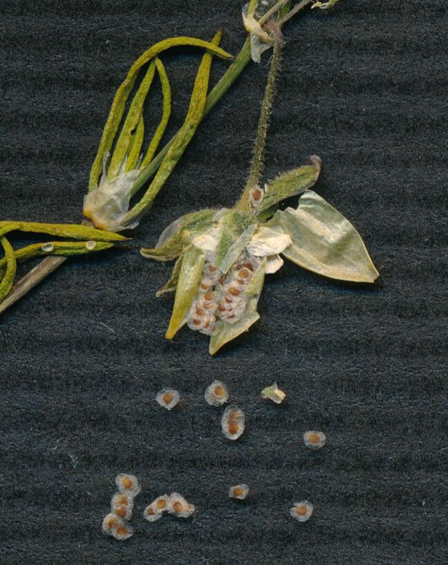 Spergula media fruit