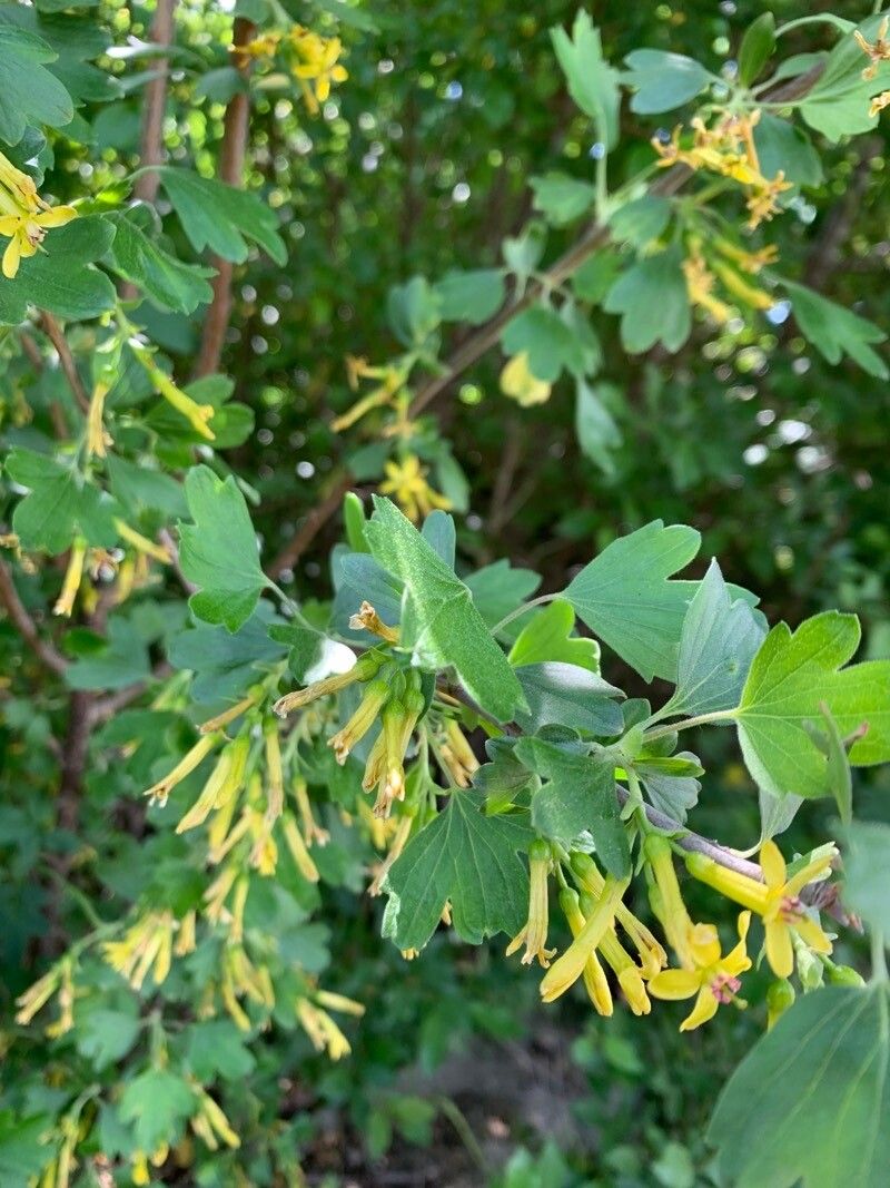 Ribes odoratum flower