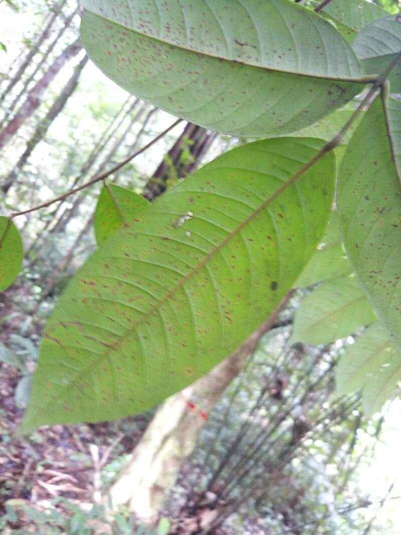 Ormosia paraensis — houseplant care guide