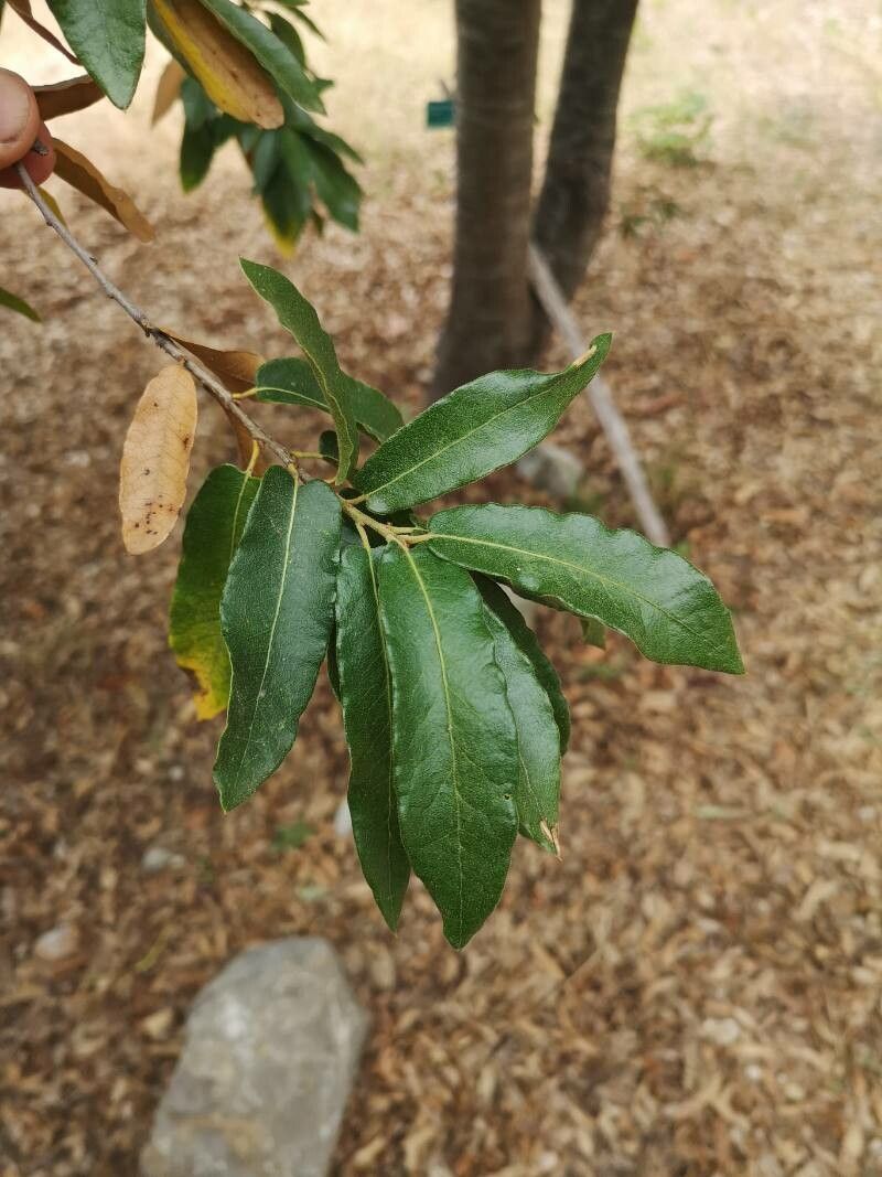 Quercus mexicana — houseplant care guide