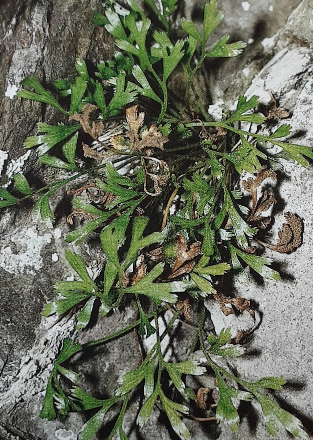 Asplenium × murbeckii — houseplant care guide