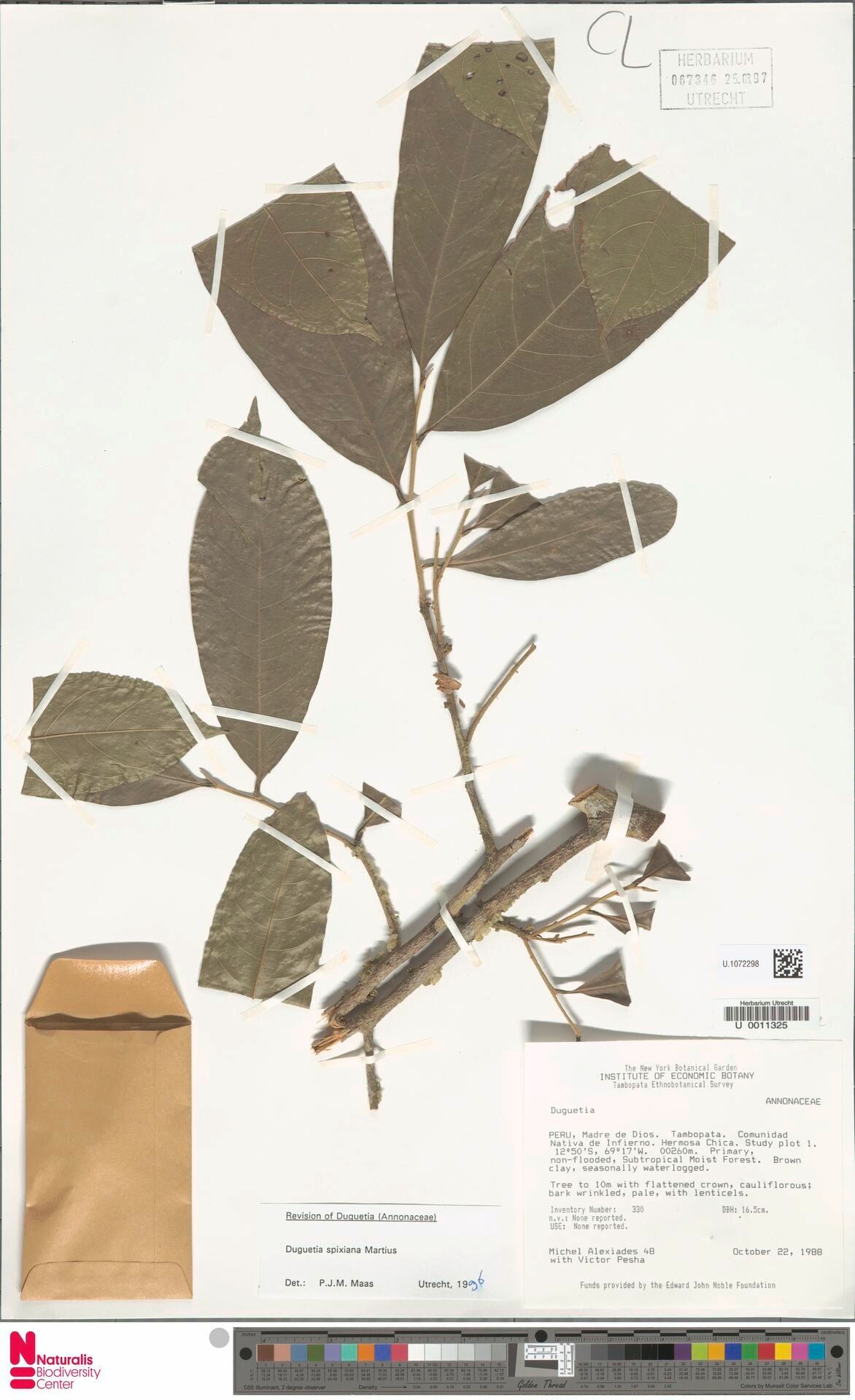 Duguetia spixiana — houseplant care guide