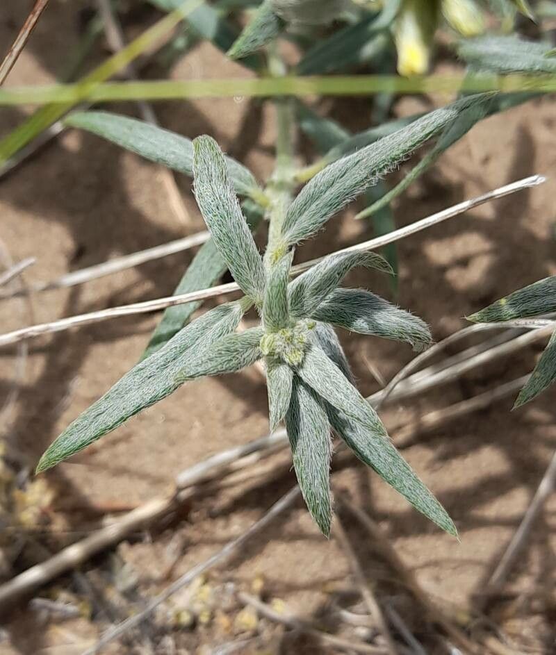 Euploca mendocina leaf