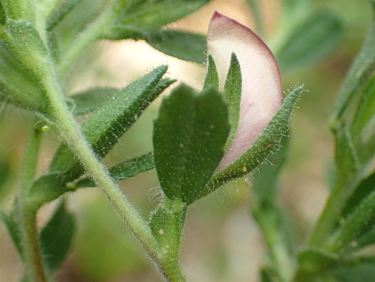 Ononis spinosa fruit