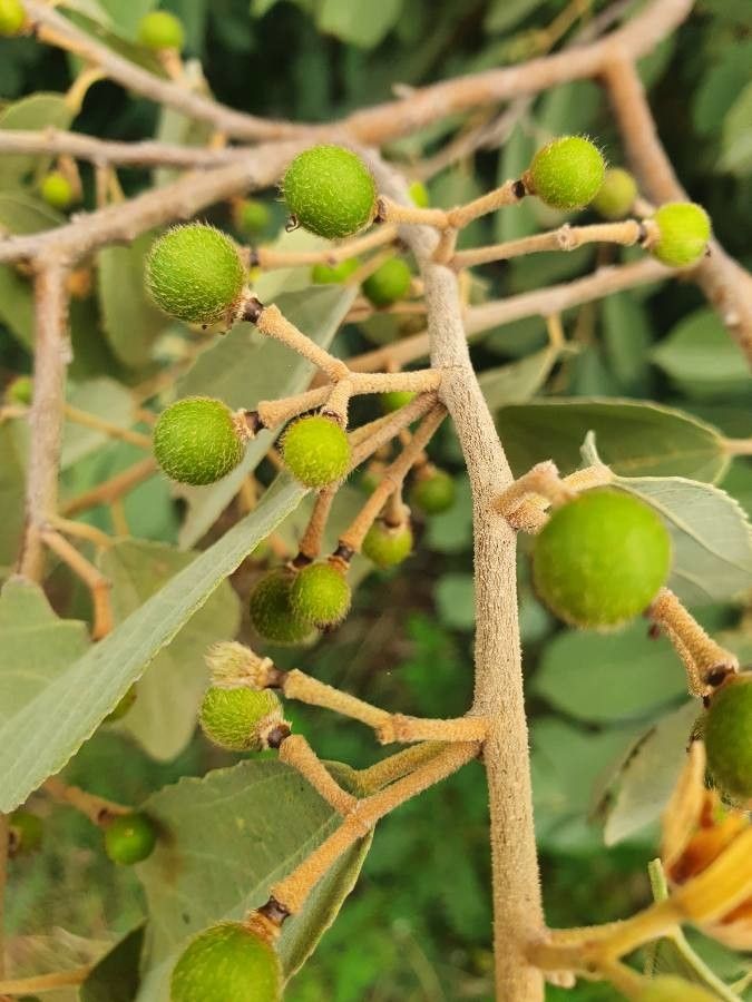 Grewia bicolor fruit