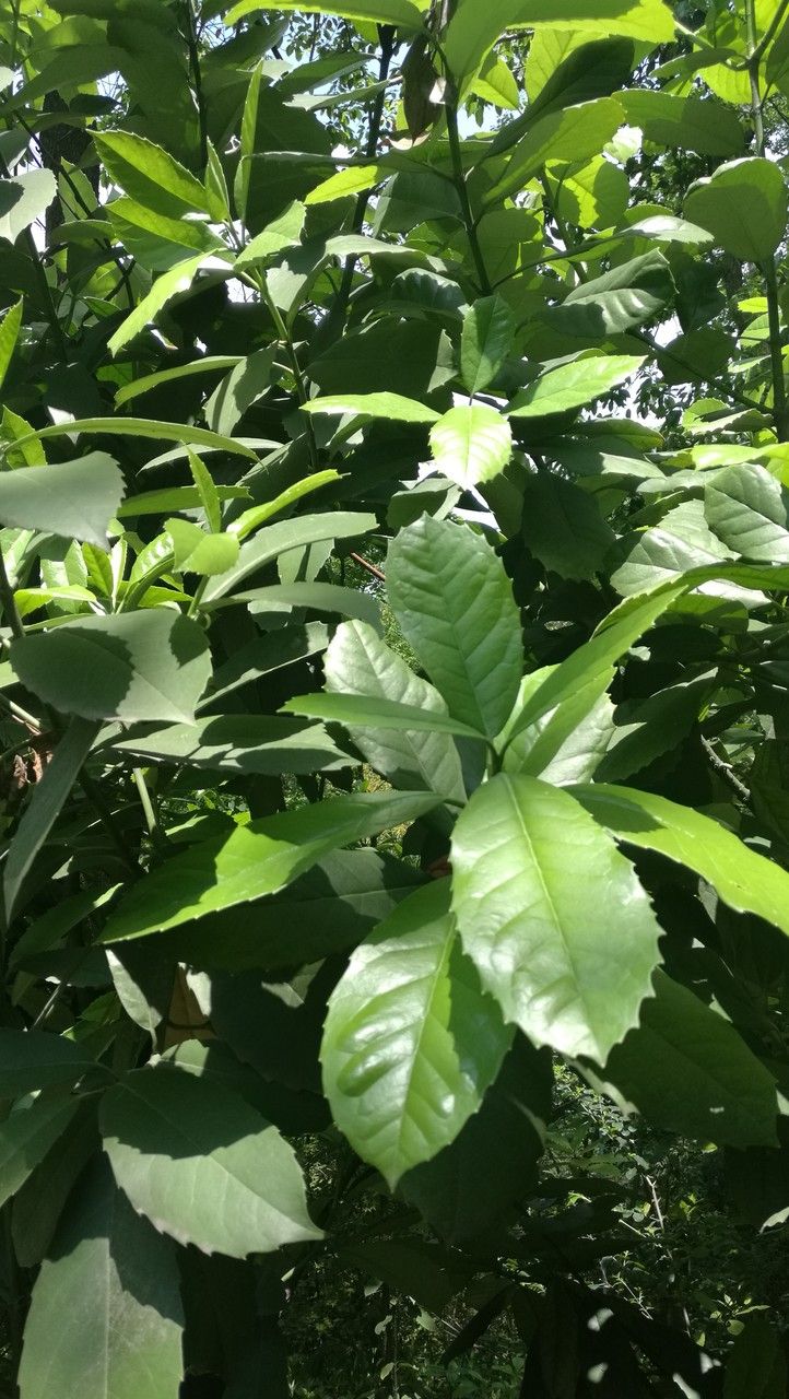 Aucuba chinensis habit