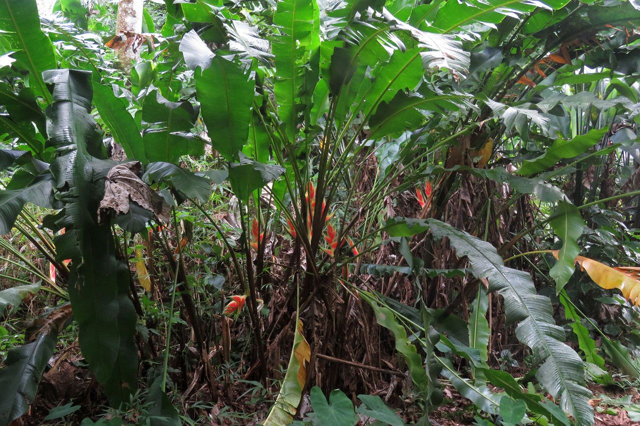 Heliconia wagneriana — search result for 'Heliconia'