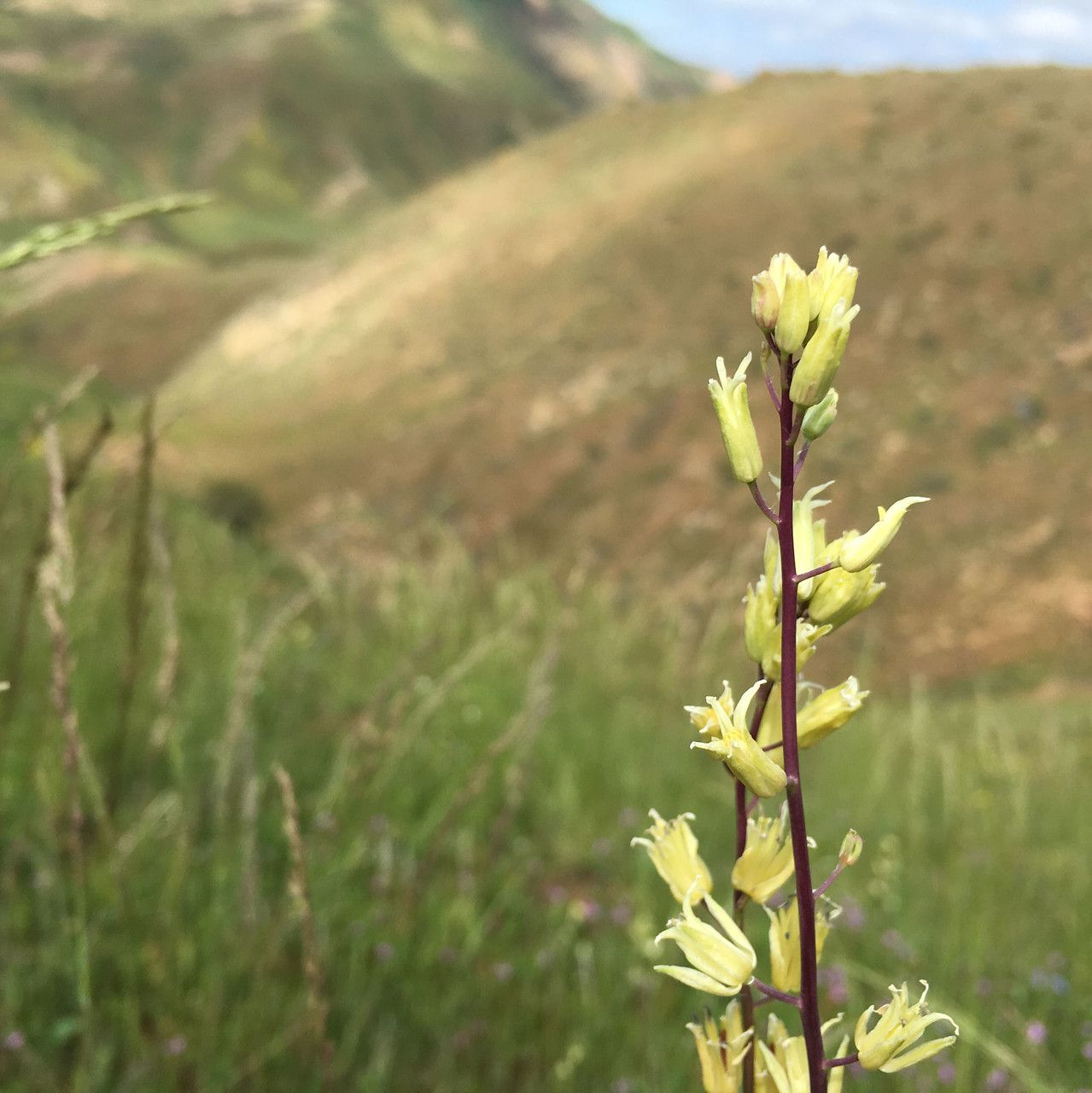 Streptanthus flavescens habit