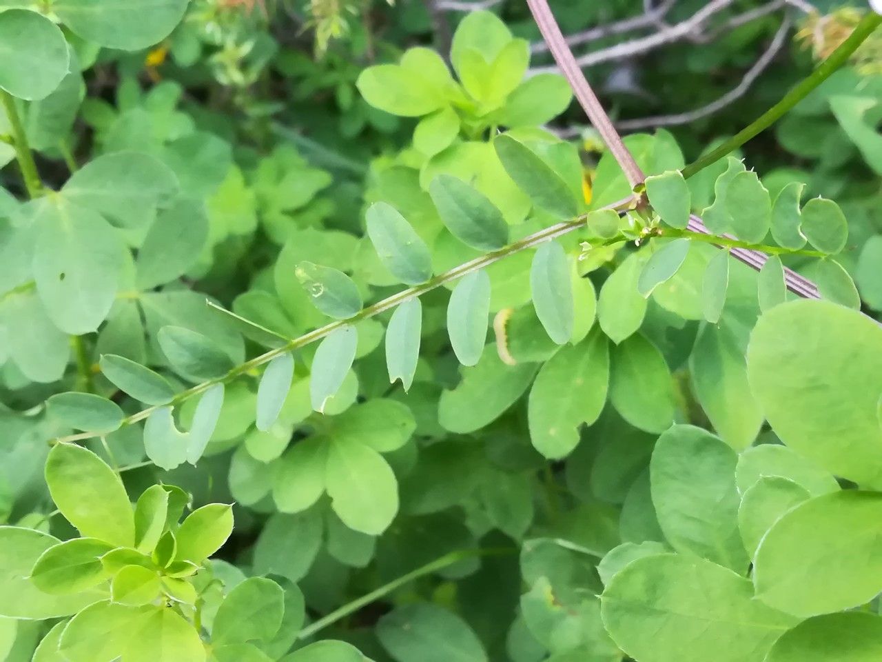 Vicia sylvatica — search result for 'Vicia'