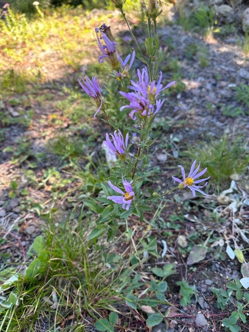 Doellingeria ledophylla flower
