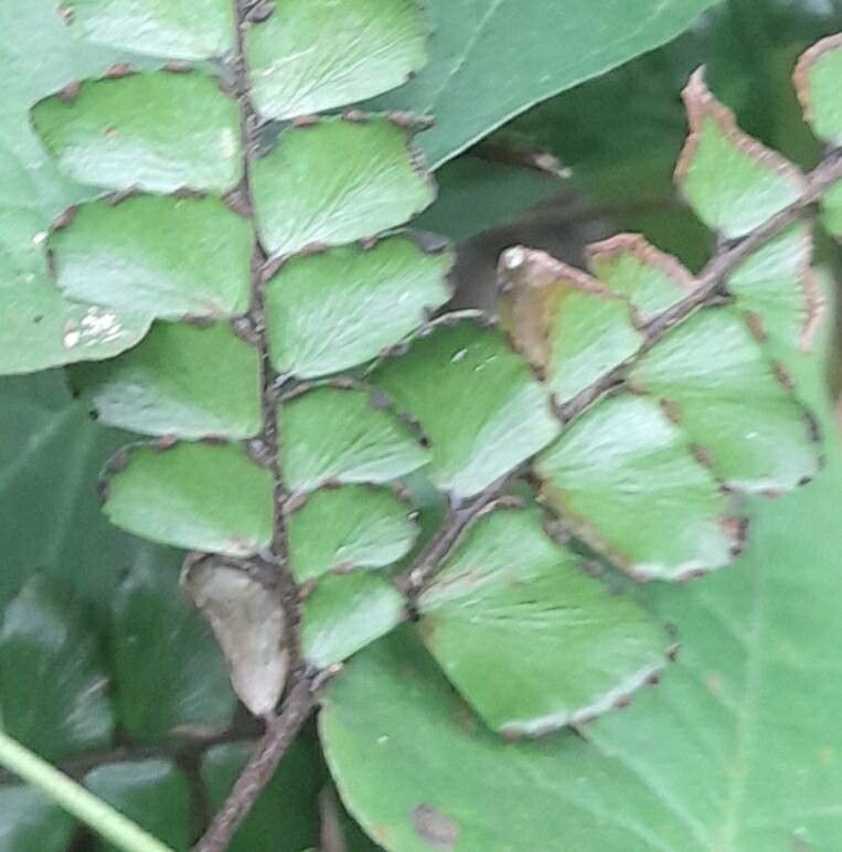 Adiantum pyramidale leaf