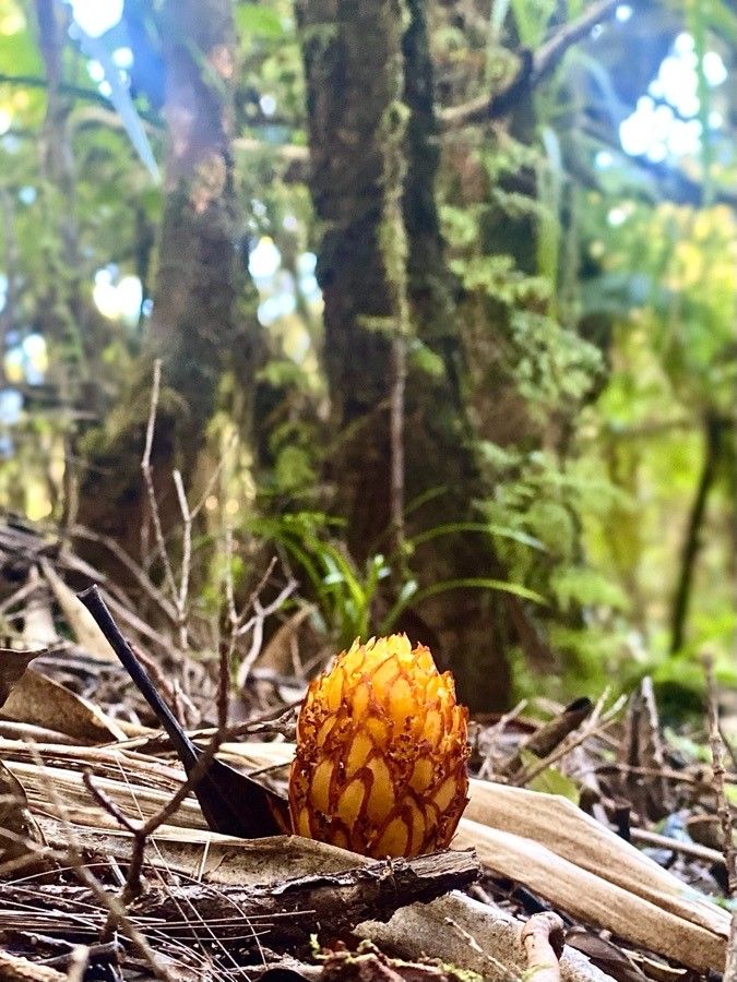 Hachettea austrocaledonica flower