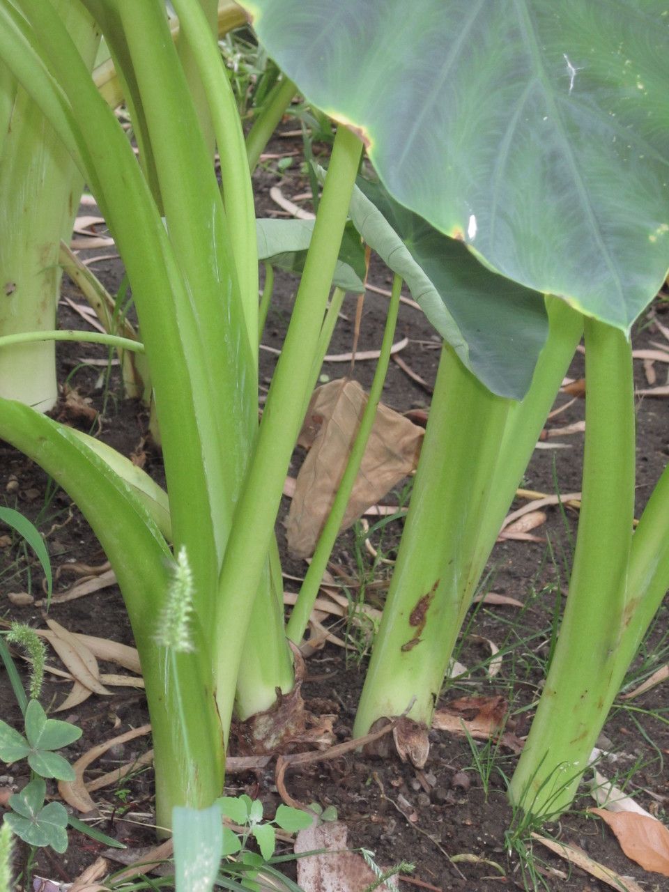 Alocasia macrorrhiza bark