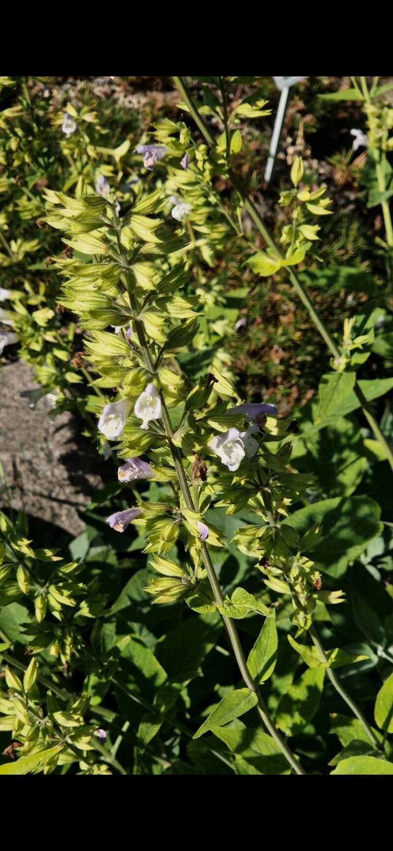 Salvia tomentosa flower