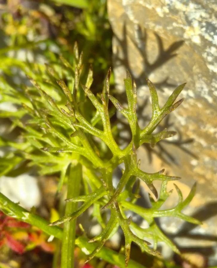 Adonis microcarpa leaf