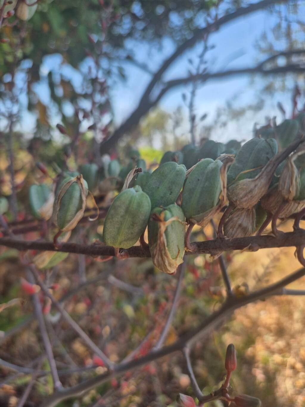 Aloe wilsonii fruit