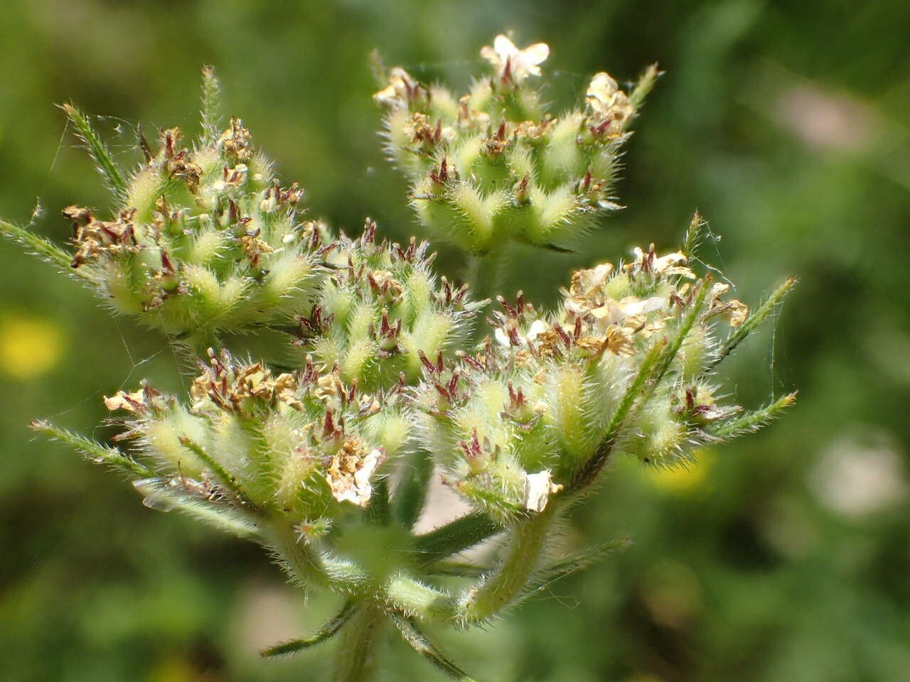 Tordylium maximum fruit