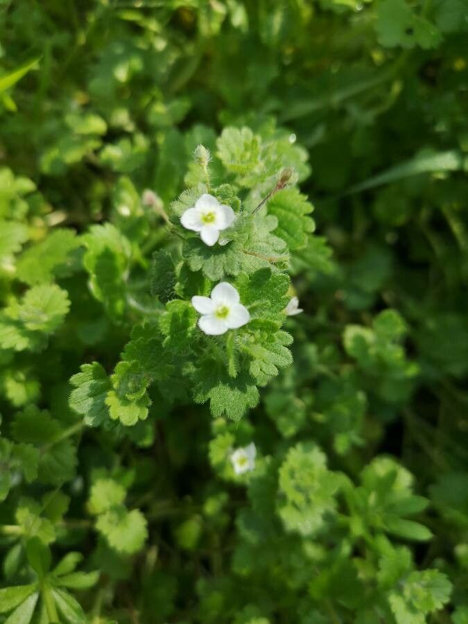 Veronica panormitana flower