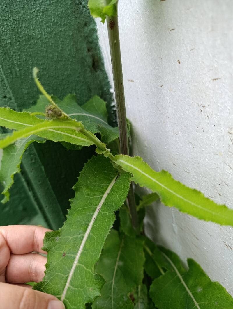 Sonchus wightianus — search result for 'Sonchus'