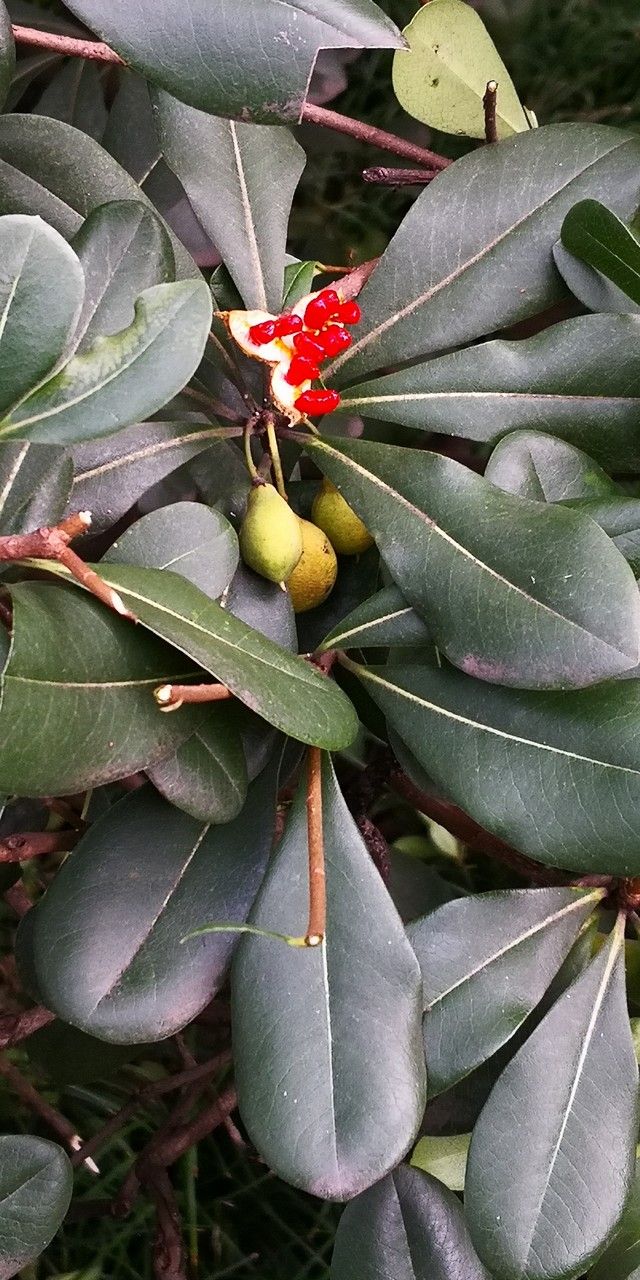 Pittosporum glabratum — search result for 'Pittosporum'