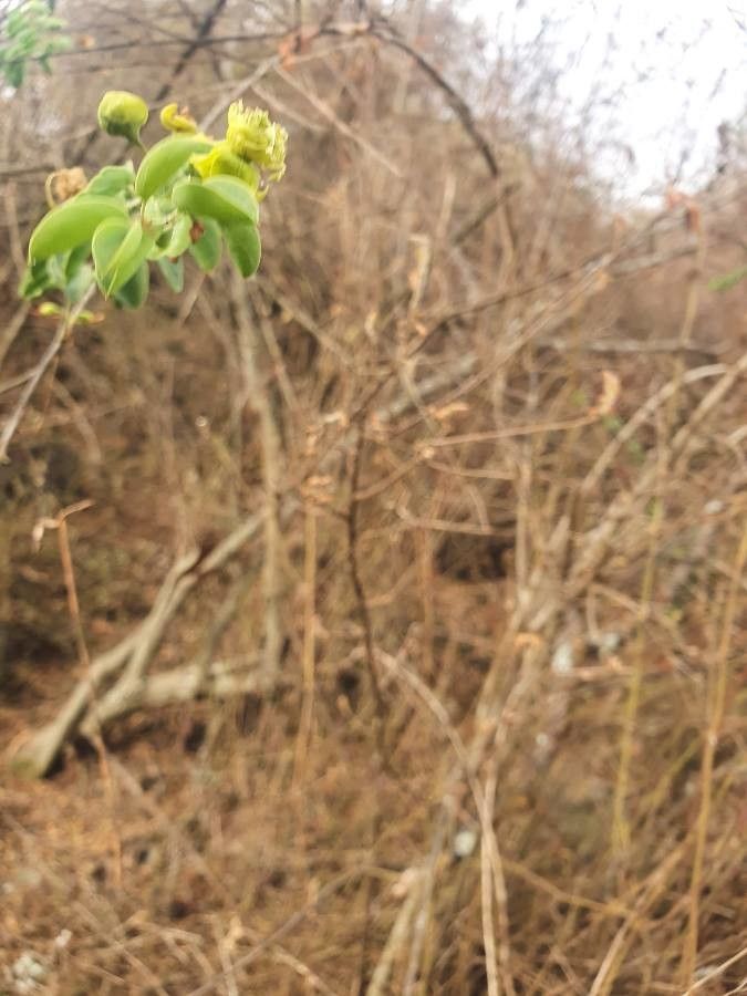 Maerua decumbens — search result for 'Maerua'