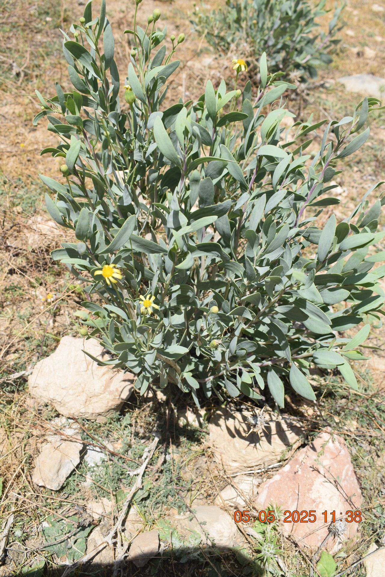 Hertia intermedia — related species from the same genus