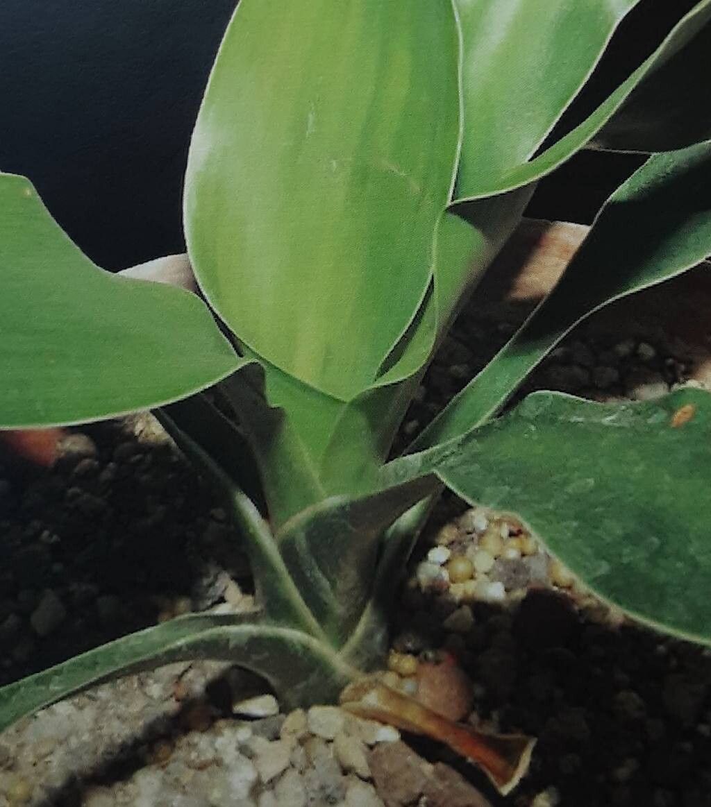 Dracaena sambiranensis — houseplant care guide