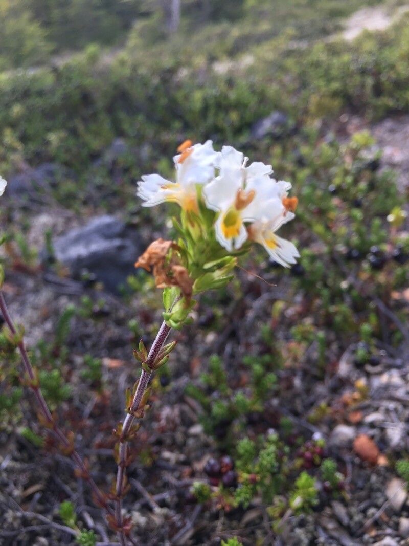 Euphrasia flavicans flower