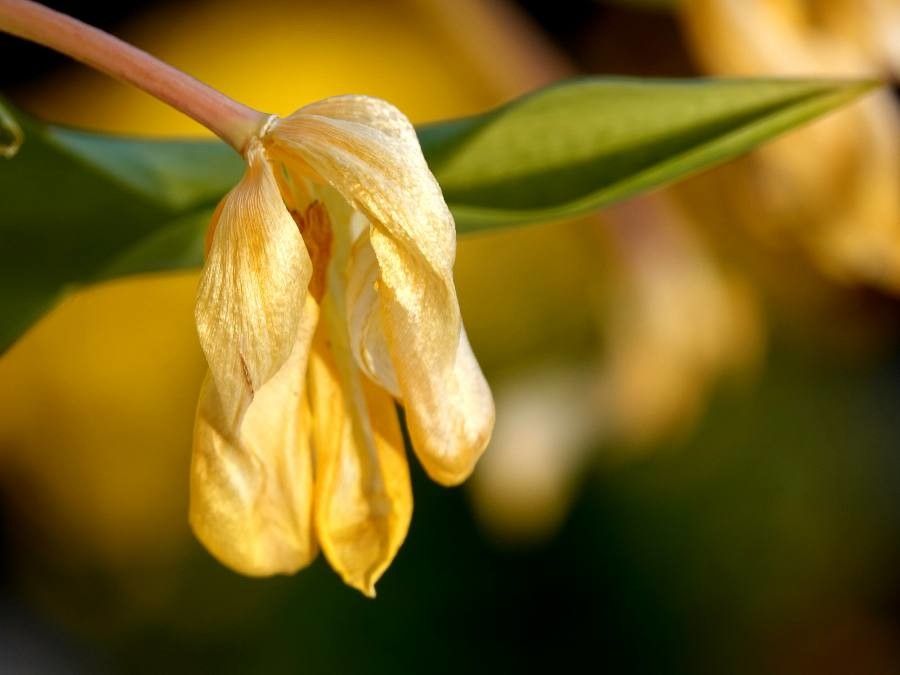 Justicia hyssopifolia flower
