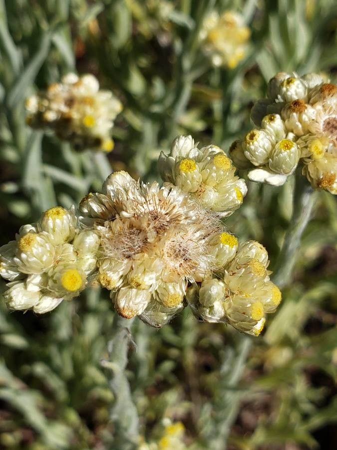 Gnaphalium exilifolium flower