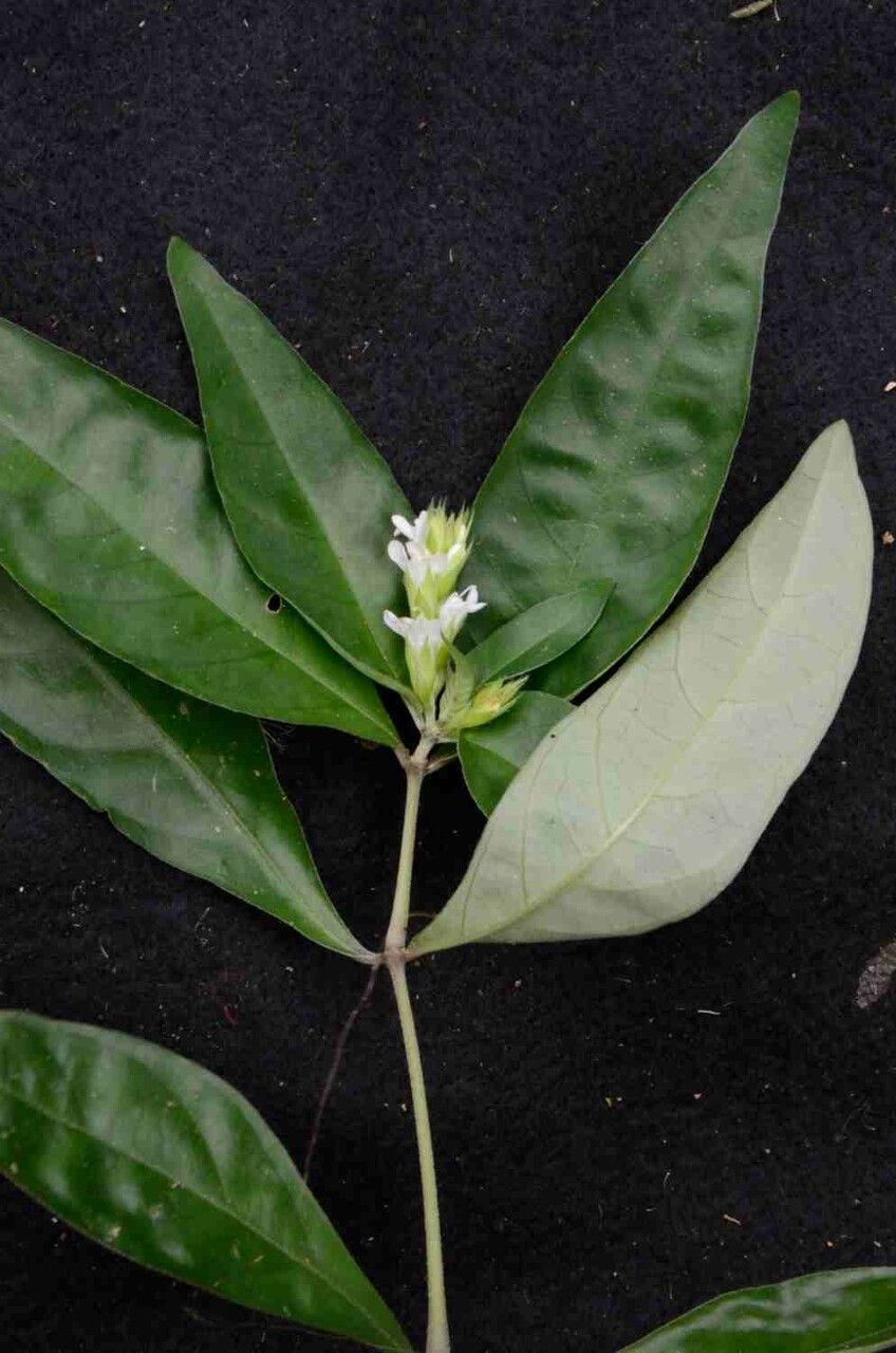 Staurogyne alba — related species from the same genus