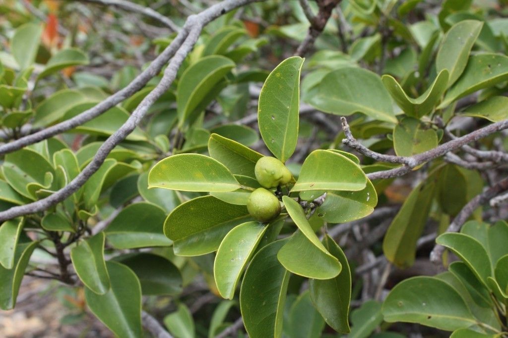 Sarcomelicope glauca habit