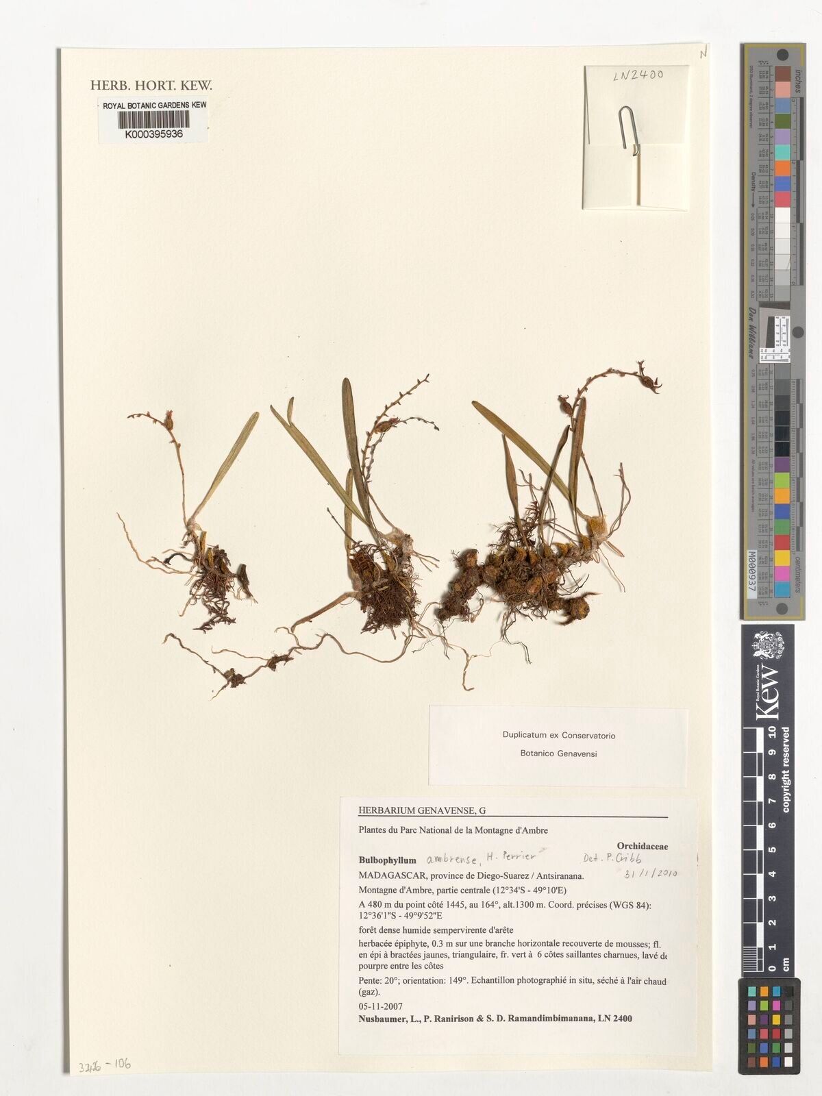 Bulbophyllum ambrense — houseplant care guide