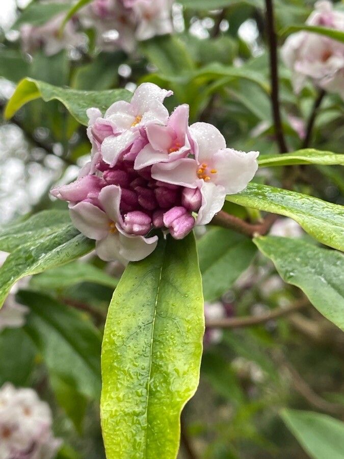 Daphne odora — salt tolerant houseplant