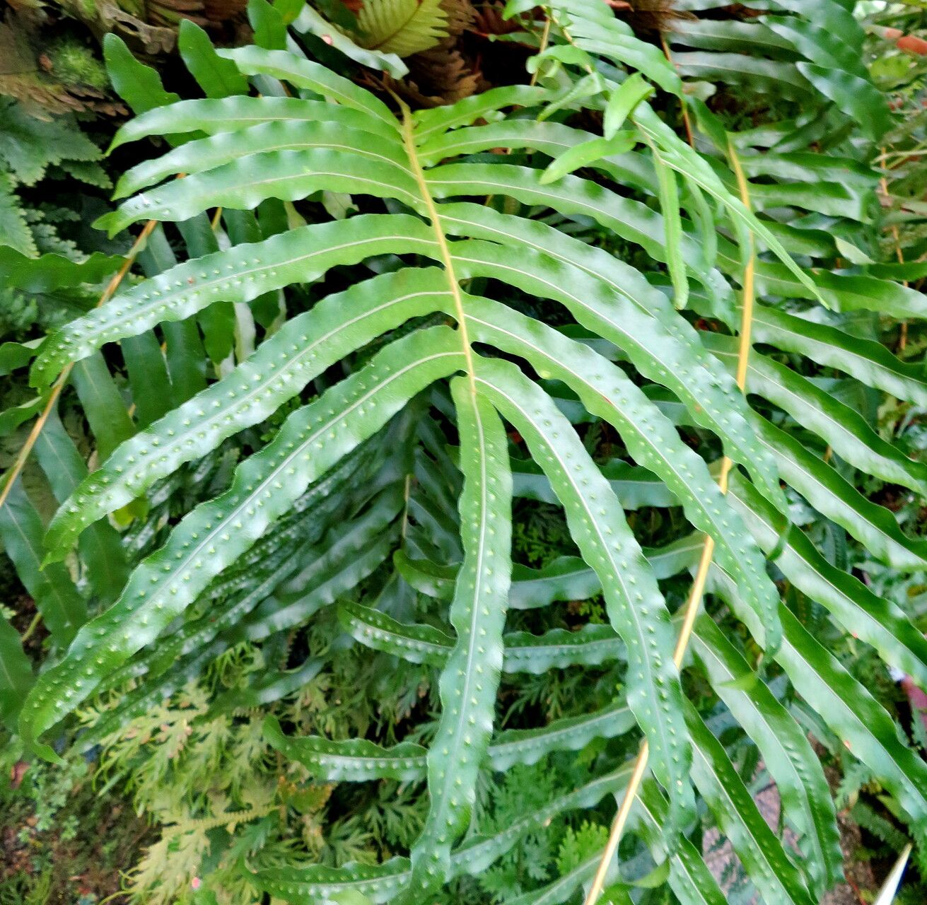 Drynaria willdenowii — search result for 'Drynaria'