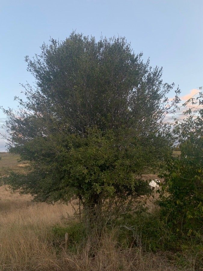 Alectryon diversifolius habit