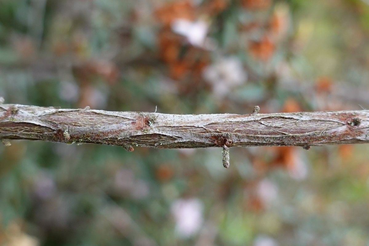 Rhododendron pubescens bark