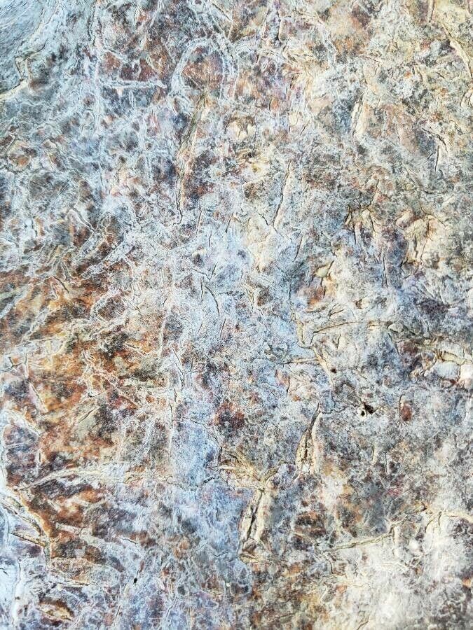 Hydnophytum moseleyanum bark