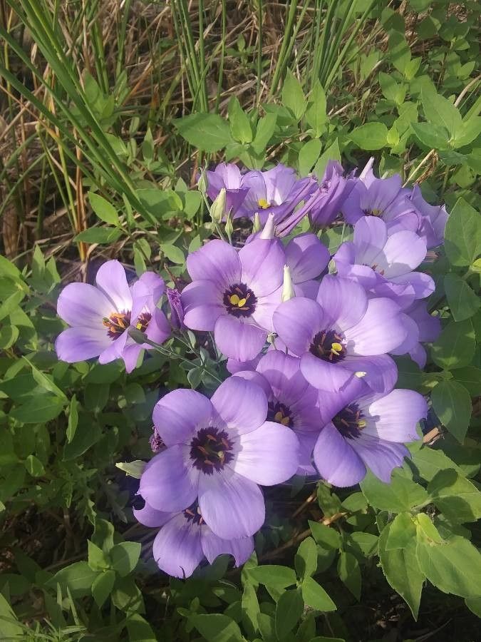 Eustoma exaltatum flower