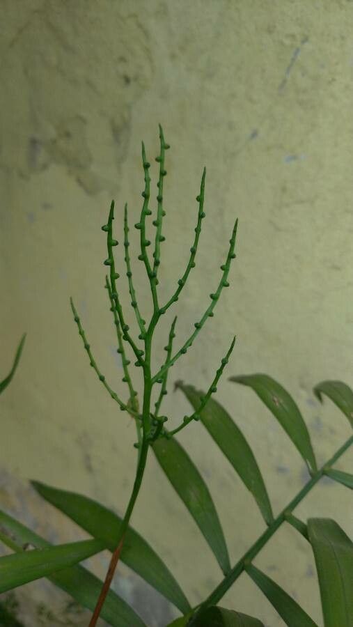 Hyospathe elegans fruit