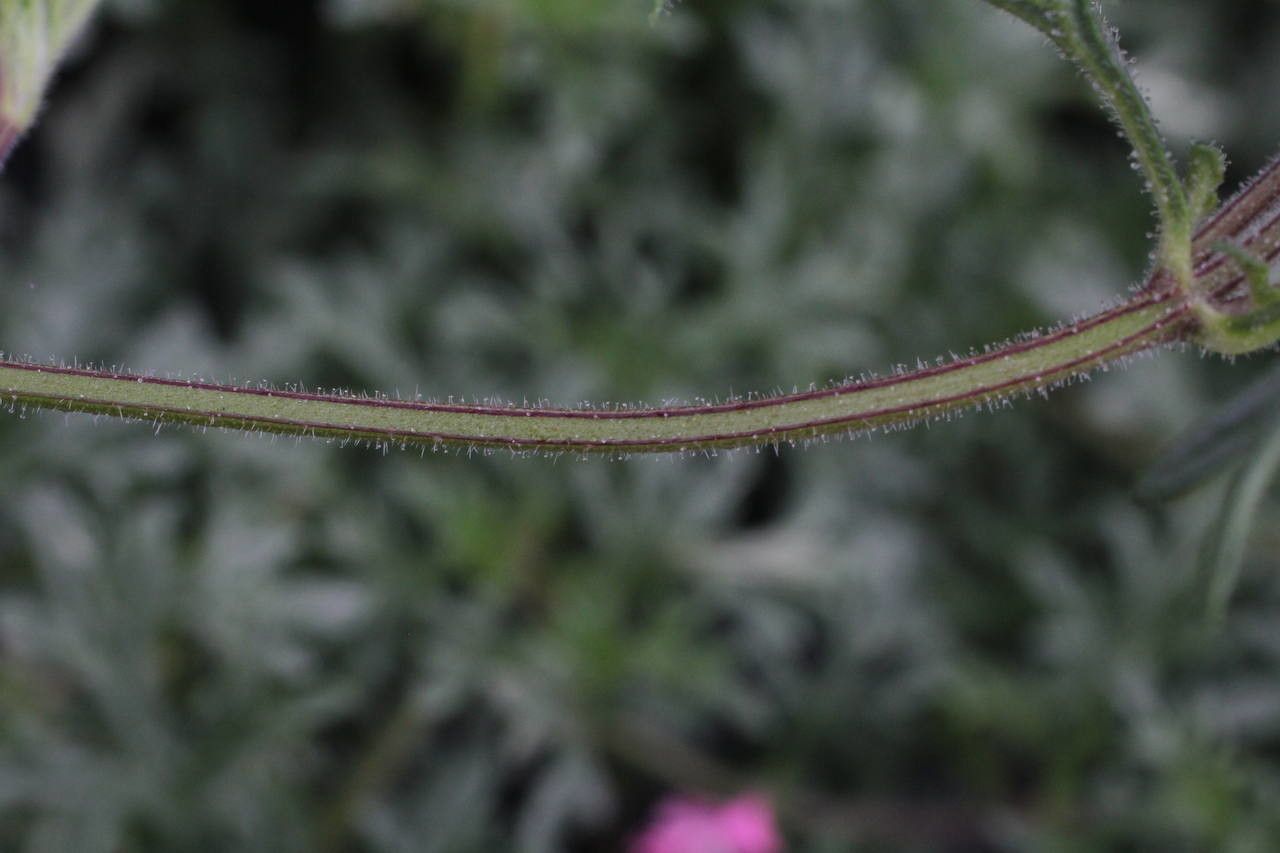 Glandularia tenera bark