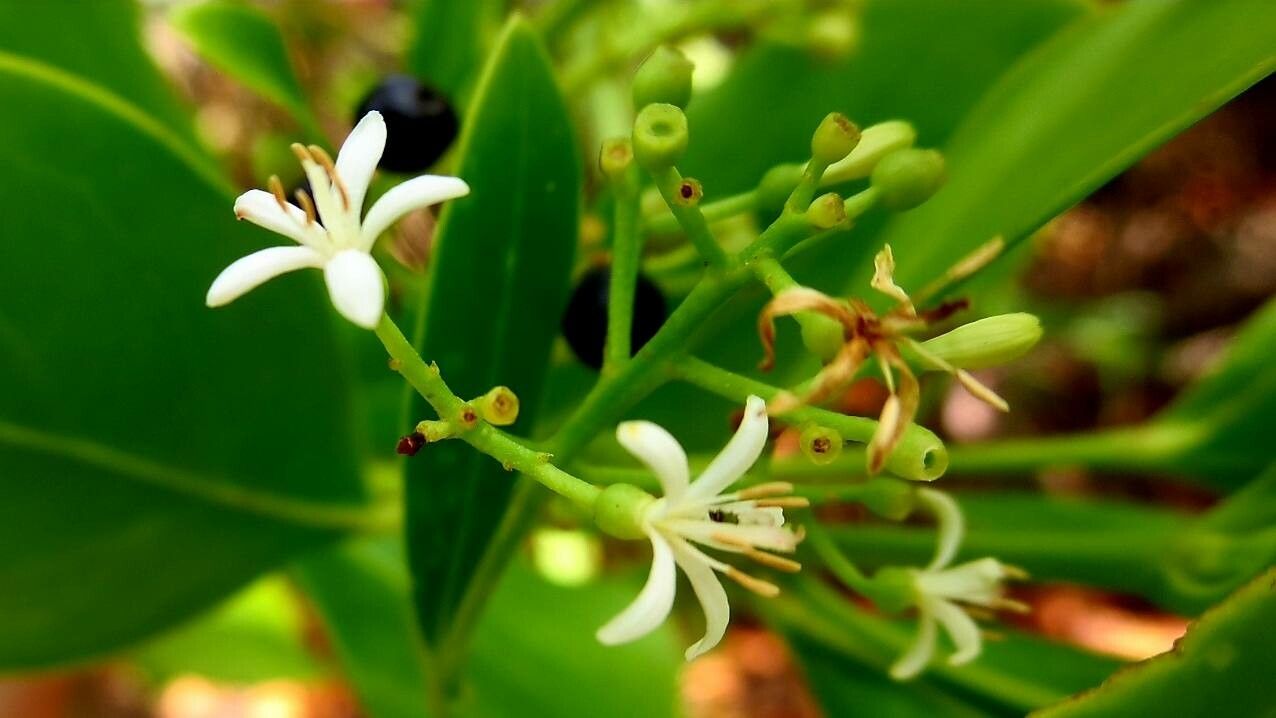 Erithalis fruticosa flower