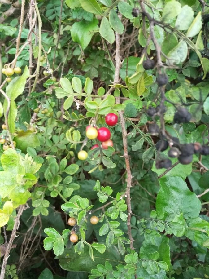Zanthoxylum fagara fruit