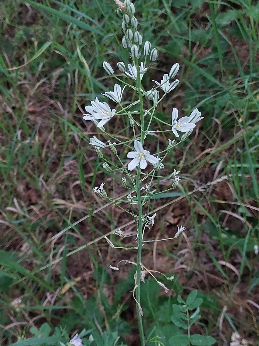 Ornithogalum arcuatum flower