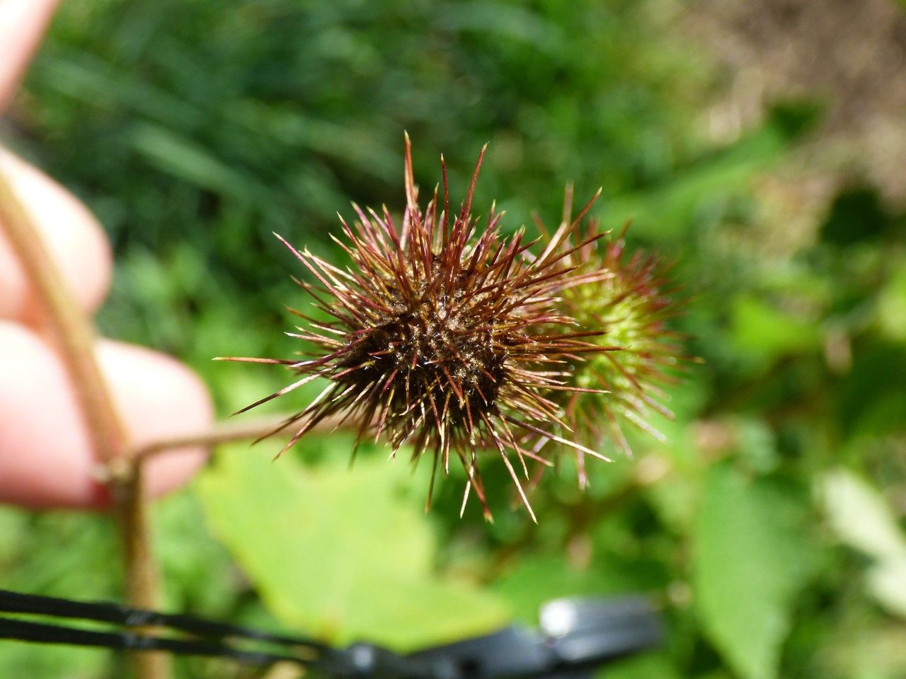 Sparrmannia ricinocarpa fruit